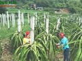 云南彌勒：200畝紅心火龍果上市 ()