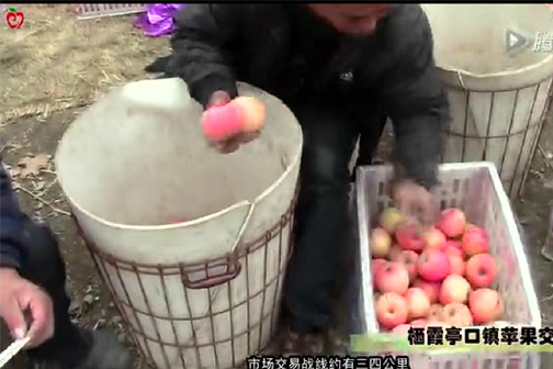 今年的蘋果弱到“爆”--棲霞亭口鎮蘋果交易實錄 ()