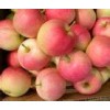 大量供應冷庫紙袋75紅富士