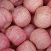 山東紅富士蘋(píng)果大量批發(fā)