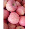 山東冷庫紅富士蘋果行情低迷