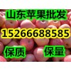 15266688585山東優質美八大量供應