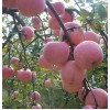 陜西延安蘋果總代辦