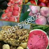 18315768022大量供應紅星紅將軍蘋果山東蘋果產地