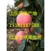 供應(yīng)山東紅星蘋果