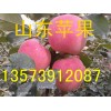 山東蘋果產(chǎn)地13573912087