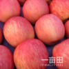 今日紅富士蘋(píng)果收購(gòu)價(jià)格