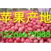 山東紅富士蘋(píng)果批發(fā)基地15266679888