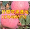 山東日照紅富士蘋果大量上市，價格便宜質量好