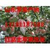 長期供應(yīng)山東紅富士蘋果