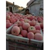 山東蘋(píng)果產(chǎn)地條紋冰糖心紅富士蘋(píng)果最新價(jià)格