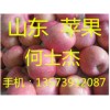 紅富士蘋果13573912087