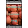 山東紙加膜紅富士今天批發(fā)價(jià)格13562393887