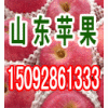 山山東紙袋紅富士蘋(píng)果價(jià)低
