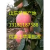 常年供應(yīng)山東紅富士蘋果13181187588