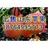 山東日照紅富士蘋果大量上市，火熱上市