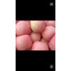 山東紅富士價(jià)格行情13562393887