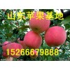 15266679888山東萬(wàn)畝紅富士蘋果批發(fā)基地