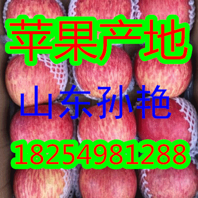１８２５４９８１２８８山東紅富士/紙袋膜袋/紙夾膜蘋果產(chǎn)地