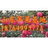 山東日照萬畝紅富士蘋果大量上市