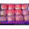 山西紅富士蘋果/陜西紅富士蘋果/山東紅富士蘋果批發價格