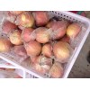 陜西高寒地區膜袋紅富士蘋果價格|陜西蘋果最新報價