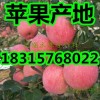 山東紅富士蘋果產地批發/哪里蘋果價格便宜