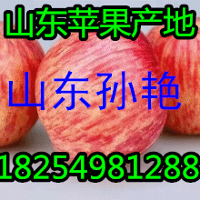 １８２５４９８１２８８山東紅富士/水晶富士蘋果產(chǎn)地