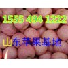 15554941222山東紅富士蘋果批發價格