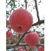 大量出售陜西精品紅富士