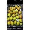 山西臨猗 萬(wàn)榮黃土高坡冷庫(kù)紙加膜紅富士 紅香酥梨掉價(jià)啦