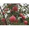 供應(yīng)批發(fā)山東威海紅富士蘋果