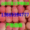 13863394777山東優(yōu)質紅富士蘋果今日價格