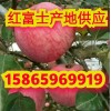 山東冷庫蘋果價格便宜了 代收電話15865969919