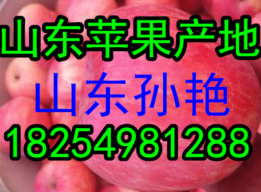 １８２５４９８１２８８山東紅富士/水晶富士蘋果產地