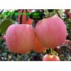 銷售山東冷庫蘋果紅富士蘋果