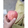 山東蘋果批發價格13954971461持續下滑