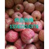 蘋果供應批發13562356378