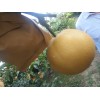 供應(yīng) 山東平度華山梨秋月梨代辦