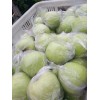 大量供應(yīng)膜袋黃金帥