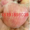 大荔縣紅富士蘋果最新價格陜西優質紅富士蘋果產地價格