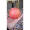 2018年陜西冷庫(kù)紅香酥梨基地；渭南蘋(píng)果價(jià)格