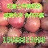 山東紅富士蘋果產(chǎn)地直銷1.4-2.2