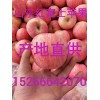 2018年紅富士蘋果產(chǎn)地價格，紅富士蘋果批發(fā)