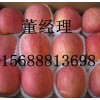 常年供應優質紅富士蘋果