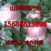 15688813698常年供應優質紅富士蘋果