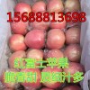 山東紅富士蘋果產地直銷 萬畝果園批發