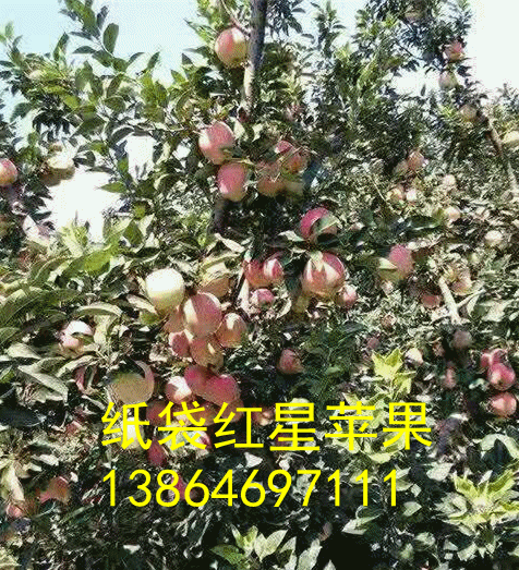 山東濰坊紙袋紅星蘋果產地行情好價格便宜了