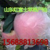15688813698供應優質紅富士蘋果