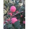 供應(yīng) 山東蘋果 山東煙臺蘋果 煙臺蘋果 棲霞蘋果 紅富士蘋果